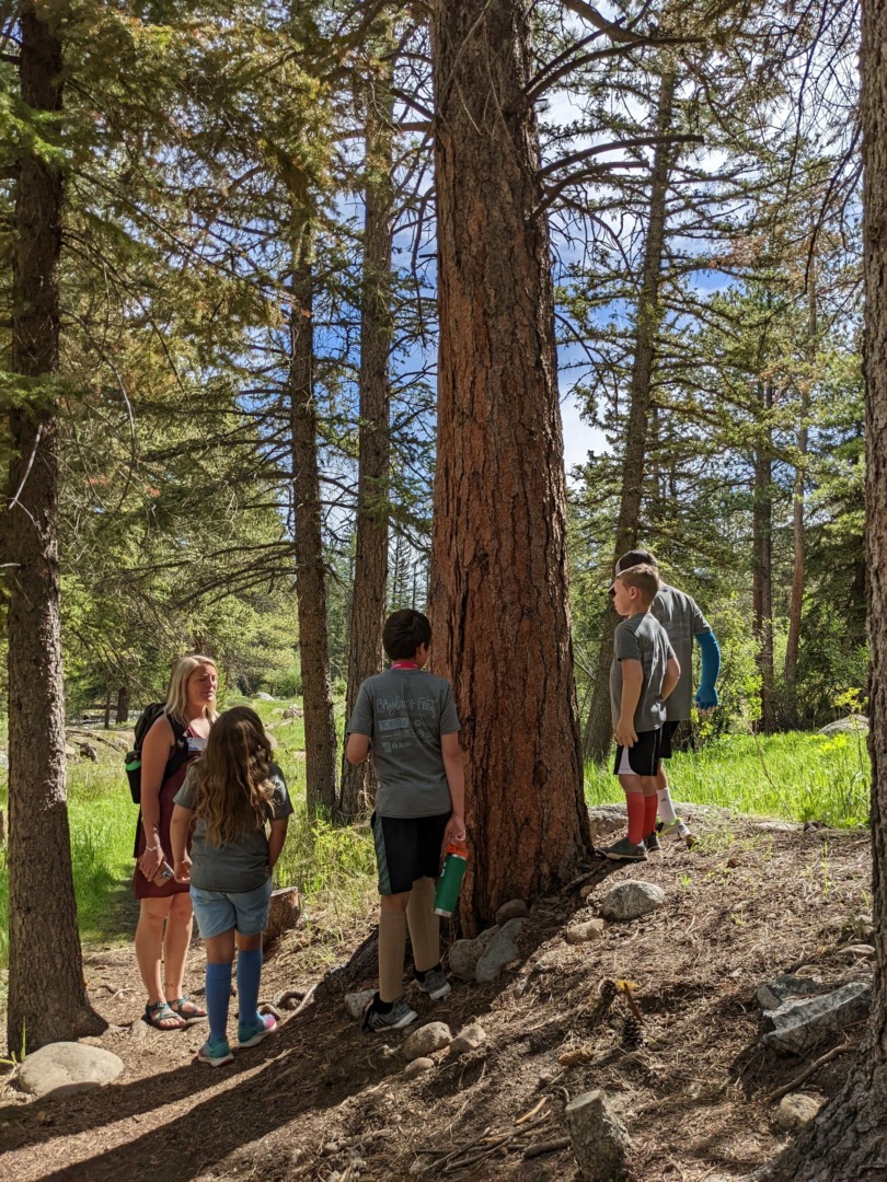 The campers stop during the hike to look at a tree.